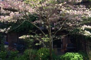M325-8-Copley-Vacation-Rental-on-the-Park-Patio-in-spring-tree-blossoms